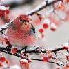 birdie